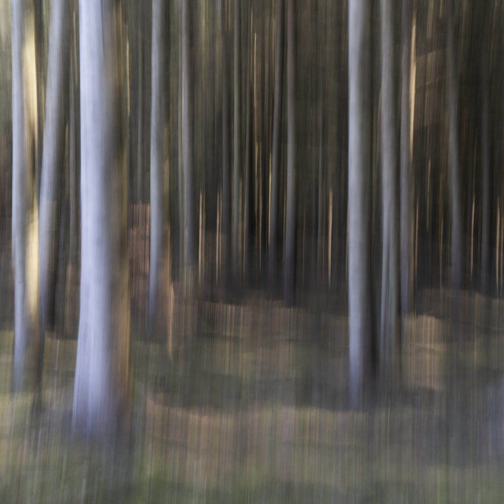 Sunny Glade