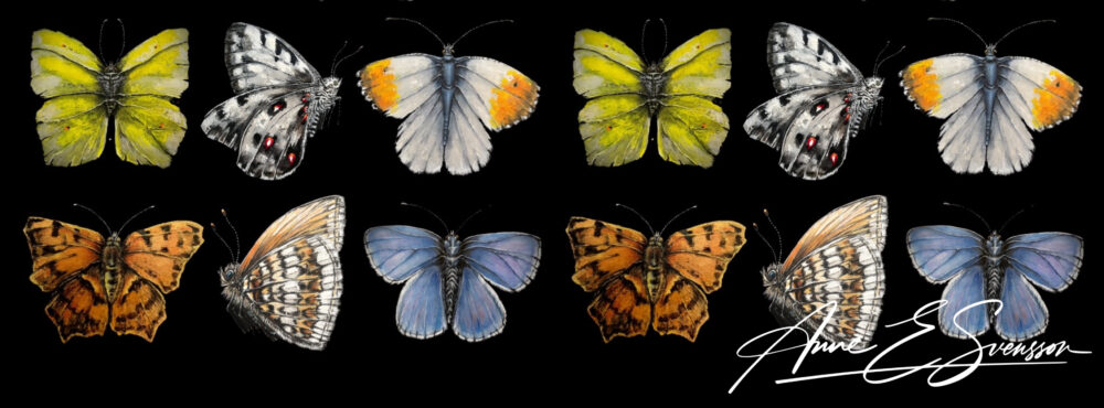 Omslagsbild för medlem