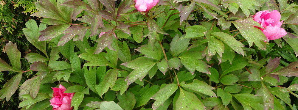 Omslagsbild för medlem